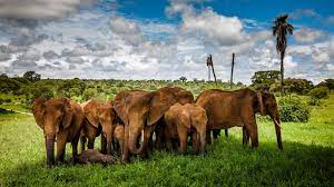 Africa Safari Travel- East Africa Attractions