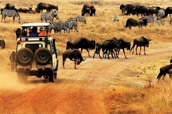 Top 5 Wildlife Safari Destinations to Visit in Africa